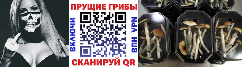 Галлюциногенные грибы Psilocybe  Старая Русса 